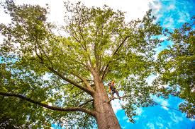 Best Tree Trimming and Pruning  in Village Green, NY