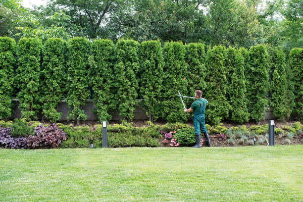Best Tree Removal  in Village Green, NY