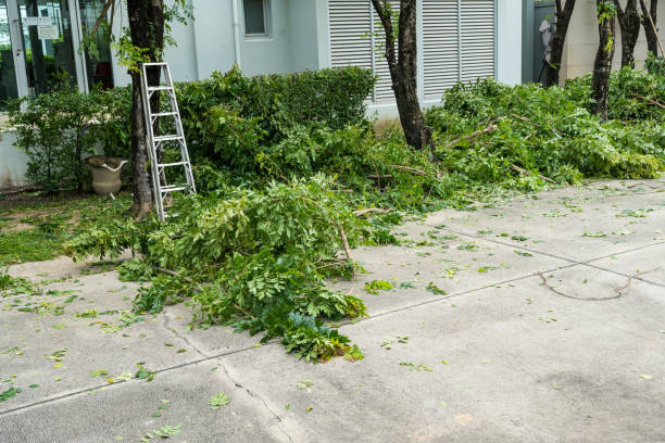 Best Tree Cabling and Bracing  in Village Green, NY