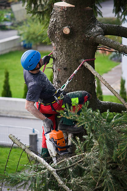 Best Tree Trimming and Pruning  in Village Green, NY
