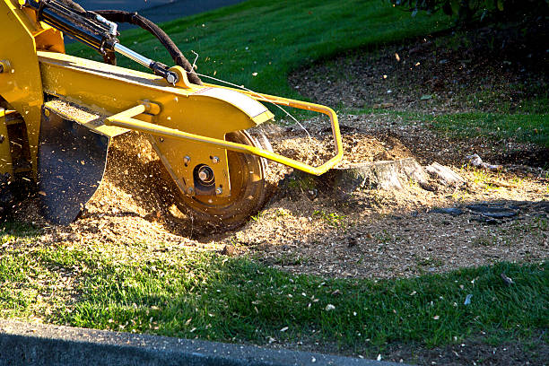 Best Tree Mulching  in Village Green, NY